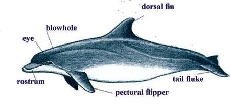 What are flippers and flukes? - Dolphin Discovery